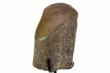 Fossil Sauropod Rib Section with Metal Stand - Colorado #354330-1